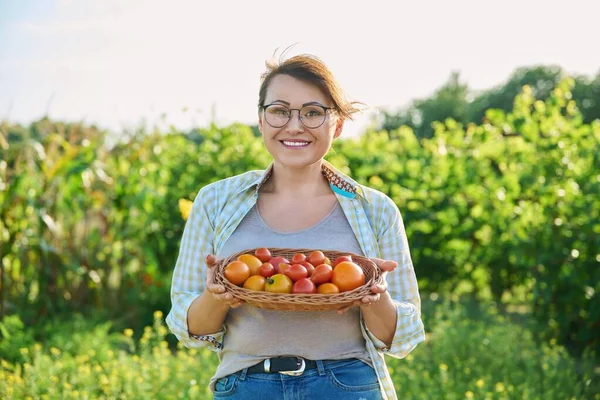 Middle aged woman with basket of ripe red and yellow tomatoes, outdoor, vegetable garden background. Harvest vegetables, growing organic eco products, season summer autumn, gardening farming concept