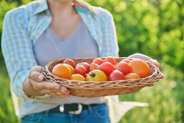 Cerrar Cesta Con Tomates Rojos Amarillos Maduros Las Manos Mujer — Foto de Stock