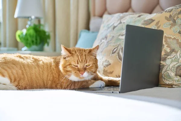 Sleepy Old Red Ginger Funny Cat Lying Home Bed Laptop — Fotografia de Stock