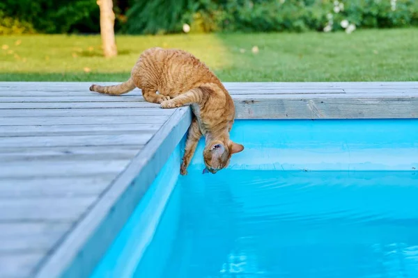 Domestic cat pet drinks water in the outdoor pool in the backyard.