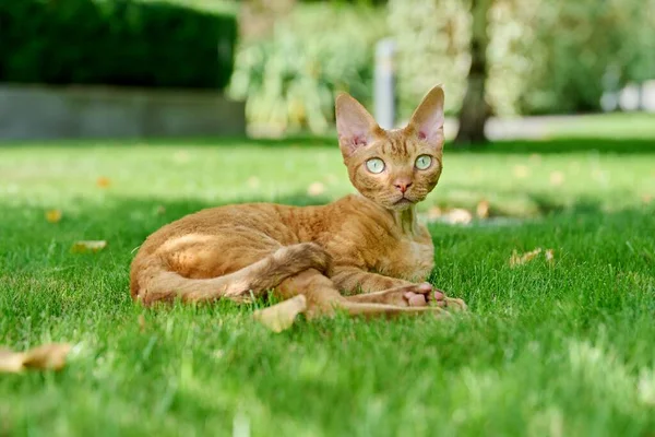緑の芝生の上に横たわるレッドデヴォンレックス猫 自然ペット動物のコンセプト — ストック写真
