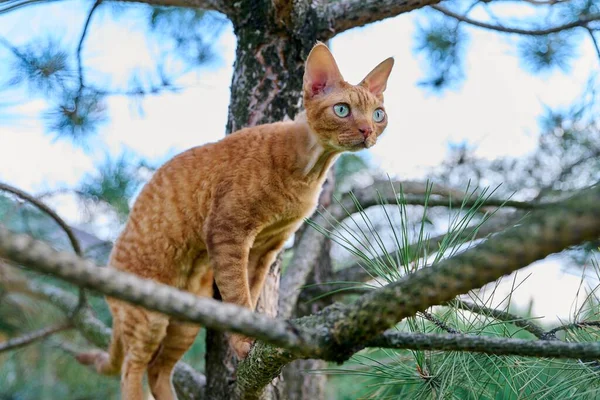 深刻な生姜猫デヴォンレックス上の木慎重に見て狩り 自然ペット動物のコンセプト — ストック写真