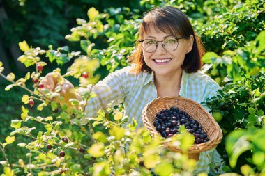 Smiling middle aged woman harvesting berries on gooseberry bush in garden. Growing healthy organic berries, summer season, farm, farming, gardening, summertime, agricultural, vitamin food concept