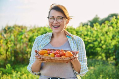 Middle aged woman with basket of ripe red and yellow tomatoes, outdoor, vegetable garden background. Harvest vegetables, growing organic eco products, season summer autumn, gardening farming concept