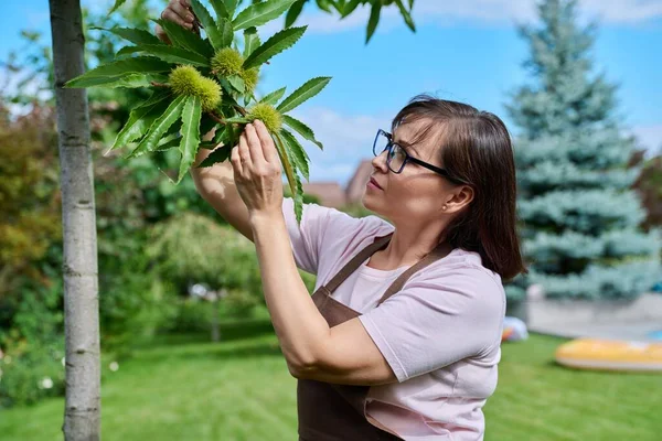 Woman Touching Chestnut Fruit Tree Garden — Stock Photo, Image