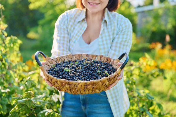 Blackcurrant Harvest Basket Hands Woman Close Sunny Garden Background Growing — Stockfoto