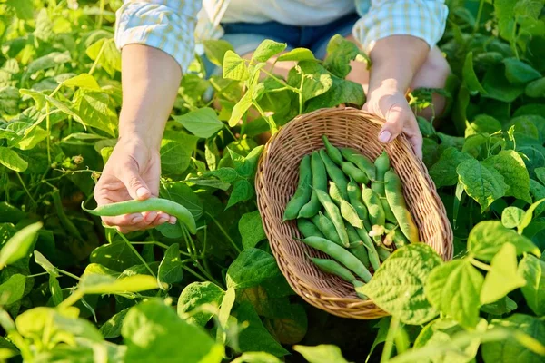 Woman Picking Green Beans Summer Garden Growing Natural Eco Organic — Stok Foto
