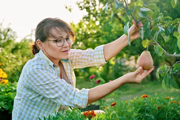 Happy Woman Rejoicing Pear Harvest Garden Touching Showing Pear Fruit — Stok Foto