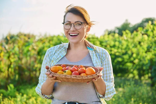 Middle aged woman with basket of ripe red and yellow tomatoes, outdoor, vegetable garden background. Harvest vegetables, growing organic eco products, season summer autumn, gardening farming concept