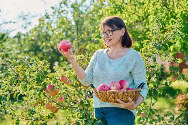 Vrouw Die Biologische Rode Appels Oogst Tuin Zonnige Herfstdag Vrouw — Stockfoto