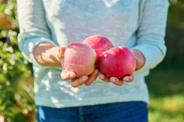 Großaufnahme Reifer Roter Bio Äpfel Frauenhänden Garten Freien Obstgarten Ernte — Stockfoto