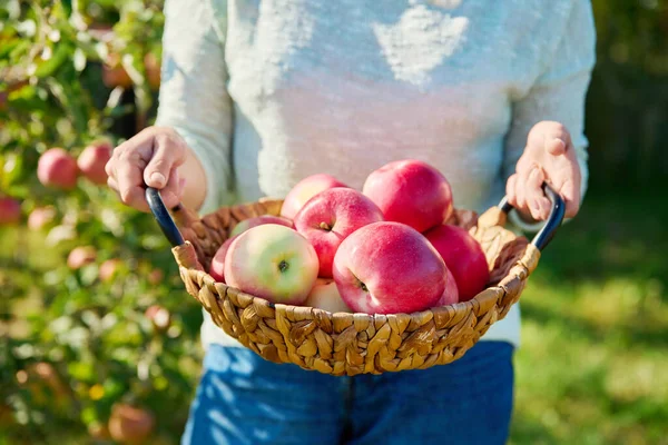 Großaufnahme Von Reifen Roten Äpfeln Einem Korb Frauenhänden Garten Freien — Stockfoto