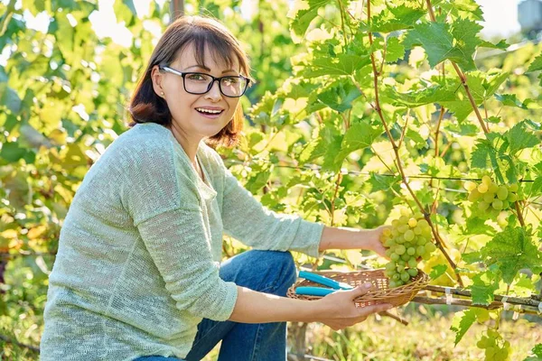 Vrouw Snijden Rijpe Groene Biologische Druivenoogst Met Snoeischaar Zomer Herfst — Stockfoto