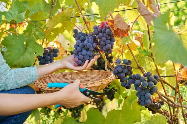 夏の秋のブドウ畑で濃い青の有機熟したブドウの苗の収穫と女性の手の切断のクローズアップ 農業の収穫農業 自然生態系の果物食品 健康的な食事の概念 — ストック写真