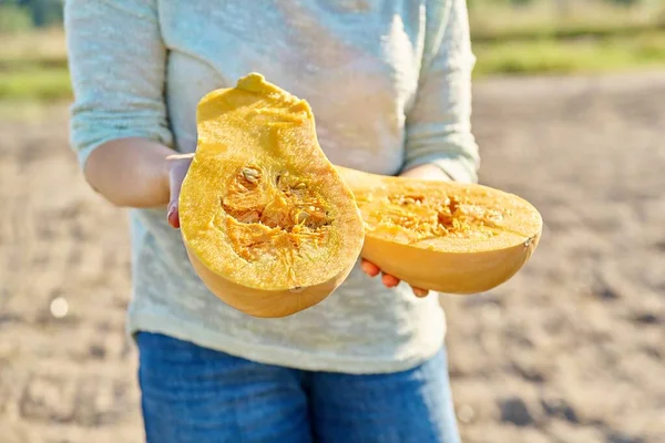 Closeup ripe fresh pumpkin cut in half in woman hands, farm vegetable garden fall season background. Gardening, farming, harvesting, healthy vitamin food, natural organic vegetables, vegetarianism