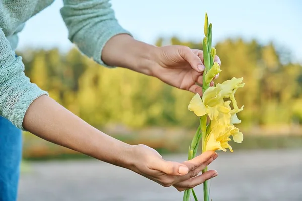 Belle Floraison Jaune Gladiolus Dans Lit Fleurs Les Mains Femmes — Photo