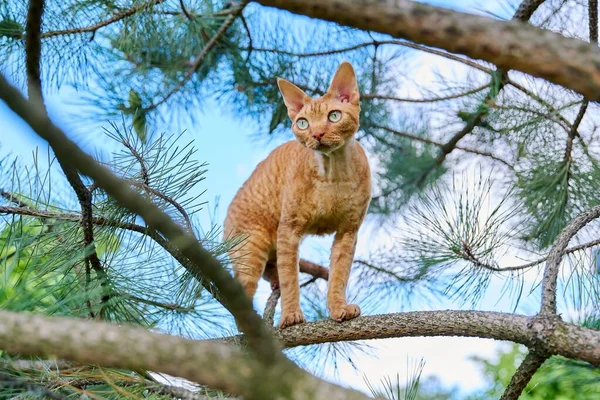 深刻な生姜猫デヴォンレックス上の木慎重に見て狩り 自然ペット動物のコンセプト — ストック写真