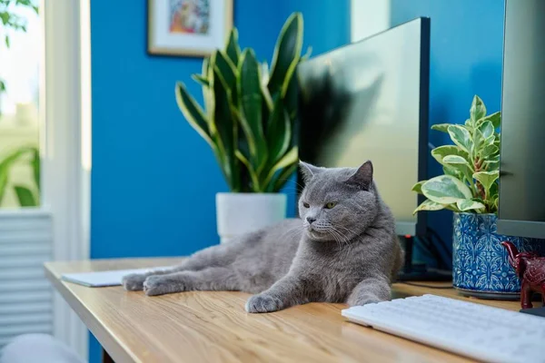 Gray Cat Lying Table Computer Relaxed Cat Sleeping Interior Home — Fotografia de Stock