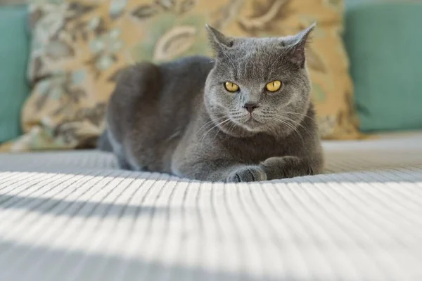 Bedårande Grå Brittisk Katt Husdjur Ligger Vilande Hemma Sängen — Stockfoto