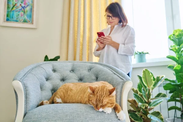Relaxed Sleeping Ginger Cat Armchair Woman Using Smartphone Defocus Old — Fotografia de Stock