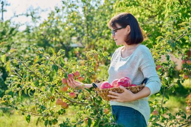 Güneşli bir sonbahar gününde bahçede organik kırmızı elma hasat eden bir kadın. Orta yaşlı bir kadın, olgun elmalarıyla ağacın yanında meyve bahçesinde poz veriyor. Tarım, tarım, doğal ekolojik ekolojik meyveler