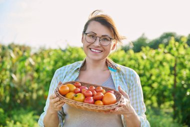 Middle aged woman with basket of ripe red and yellow tomatoes, outdoor, vegetable garden background. Harvest vegetables, growing organic eco products, season summer autumn, gardening farming concept