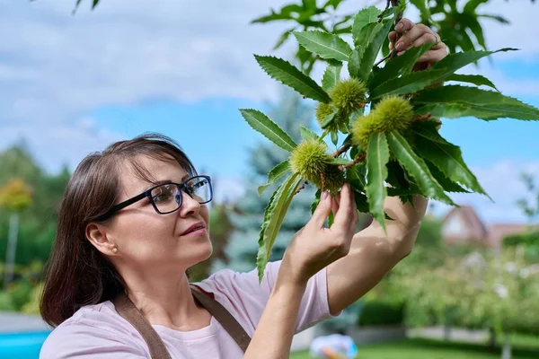 Vrouw Roerende Kastanje Vrucht Een Boom Tuin — Stockfoto