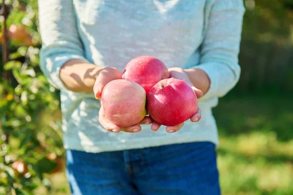 Großaufnahme Reifer Roter Bio Äpfel Frauenhänden Garten Freien Obstgarten Ernte — Stockfoto