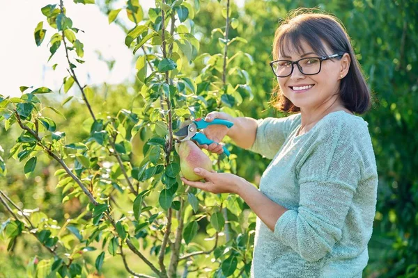 秋日阳光明媚的日子 妇女在果园的树上砍成熟的有机梨子 自然生态水果 健康饮食概念 — 图库照片