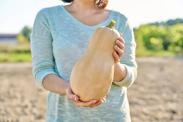 Closeup ripe organic fresh pumpkin in woman hands, farm vegetable garden fall season background. Gardening, farming, harvesting, healthy vitamin food, natural organic vegetables, vegetarianism