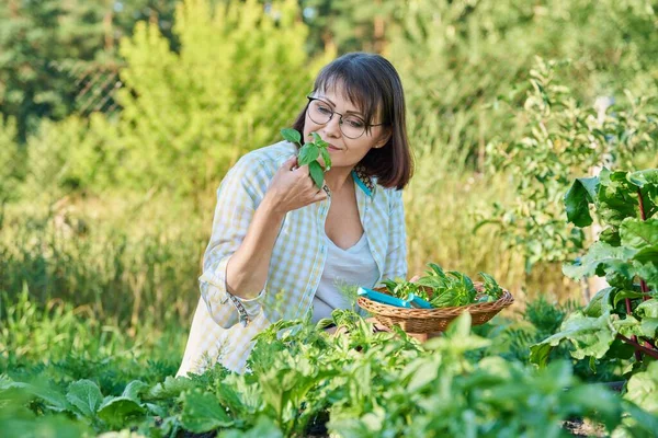 Smiling Woman Harvest Basil Leaves Summer Garden Female Gardener Cut — 图库照片