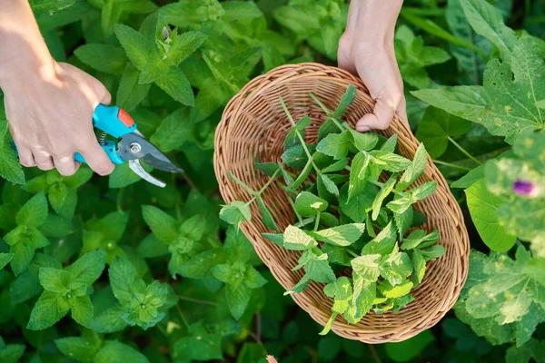 Harvesting Fresh Aromatic Mint Leaves Womans Hands Pruner Wicker Plate — Stok Foto