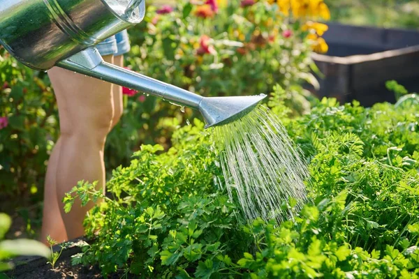 Woman Watering Garden Bed Watering Can Growing Natural Organic Eco — Stok Foto
