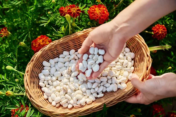 Hands Close Dry Legumes White Beans Basket Grass Top View — Foto de Stock