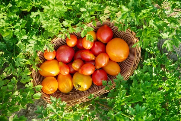 Top View Bunch Ripe Red Yellow Tomatoes Wicker Basket Outdoor — kuvapankkivalokuva