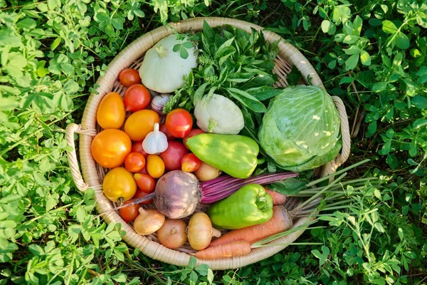 Top View Basket Many Different Fresh Raw Organic Vegetables Herbs — Foto de Stock