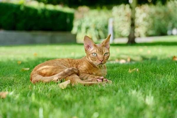 緑の芝生の上に横たわるレッドデヴォンレックス猫 自然ペット動物のコンセプト — ストック写真