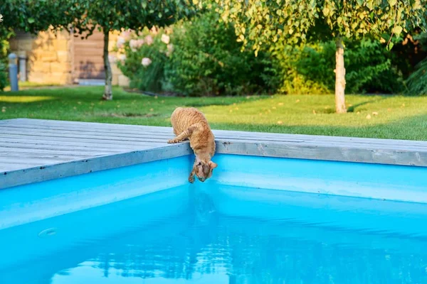 Domestic cat pet drinks water in the outdoor pool in the backyard.