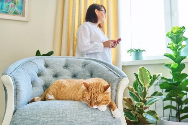 Relaxed Sleeping Ginger Cat Armchair Woman Using Smartphone Defocus Old — Stockfoto