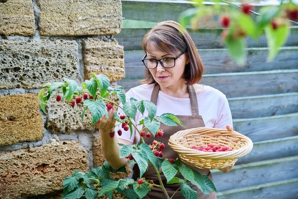中年妇女在花园里收获成熟的覆盆子 种植健康的有机浆果 维生素食品概念 — 图库照片