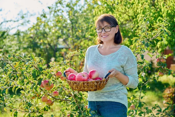在阳光明媚的秋日 一个女人在花园里采摘有机红苹果 中年妇女 靠近一棵树 有成熟的苹果 在果园里 自然生态成果 — 图库照片
