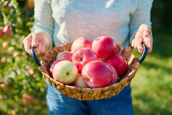Großaufnahme Von Reifen Roten Äpfeln Einem Korb Frauenhänden Garten Freien — Stockfoto