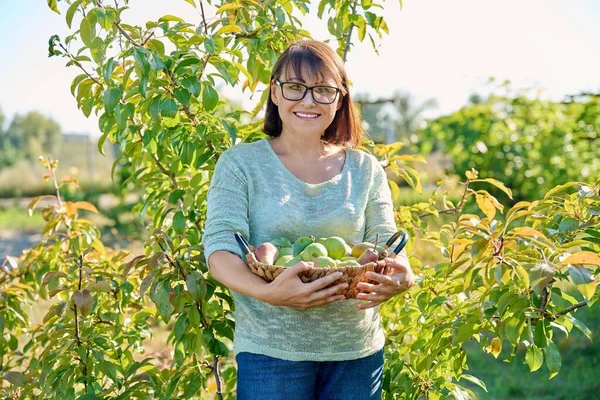 在阳光灿烂的秋日 一个女人在花园里采摘有机梨 梨树旁的中年妇女 躺在果园里 自然生态水果 健康饮食概念 — 图库照片