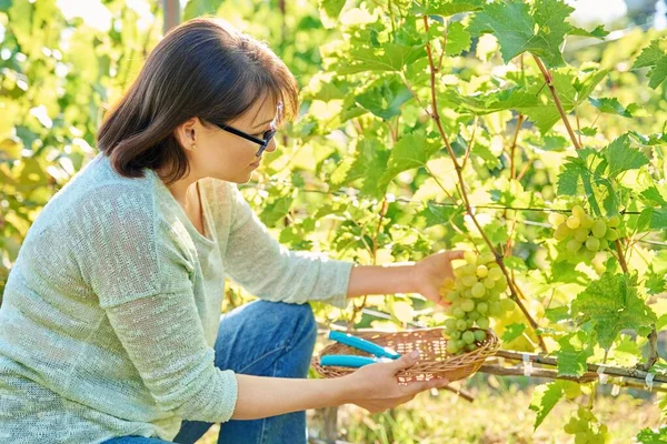 Kobieta Tnie Dojrzałe Zielone Zbiory Winogron Organicznych Sekatorami Letniej Jesiennej — Zdjęcie stockowe