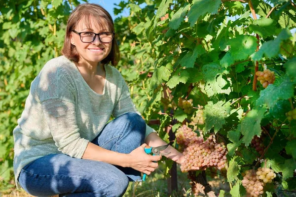 Kobieta Kroi Dojrzałe Różowe Organiczne Winogrona Sekatorami Letniej Jesiennej Winnicy — Zdjęcie stockowe