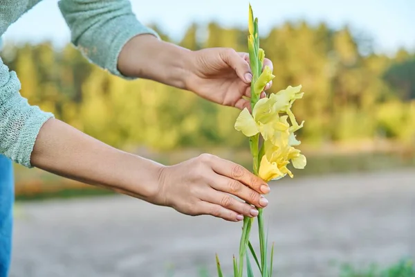 花壇に美しい黄色のグラジオラスを咲かせ 植物に触れる女性の手 — ストック写真