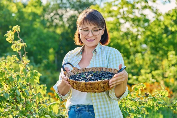 Smiling Middle Aged Woman Holding Basket Ripe Blackcurrants Harvesting Currants — Stok Foto