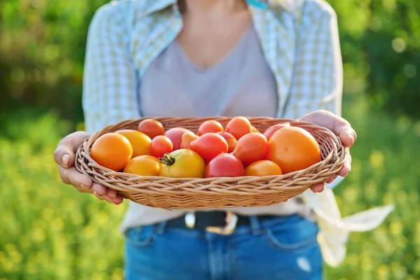 Cerrar Cesta Con Tomates Rojos Amarillos Maduros Las Manos Mujer — Foto de Stock