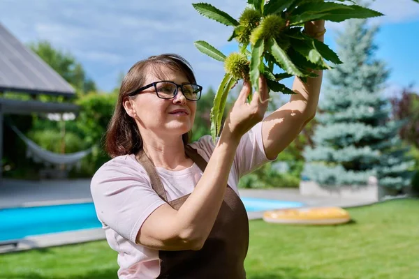 Vrouw Roerende Kastanje Vrucht Een Boom Tuin — Stockfoto