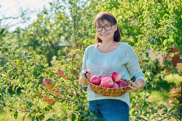 Vrouw Die Biologische Rode Appels Oogst Tuin Zonnige Herfstdag Vrouw — Stockfoto